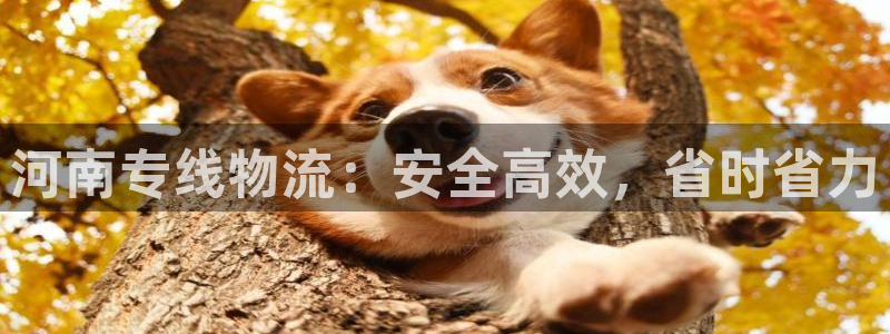 28圈注册网址：河南专线物流：安全高