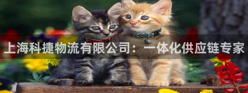 28圈怎么下载不了：上海科捷物流有限