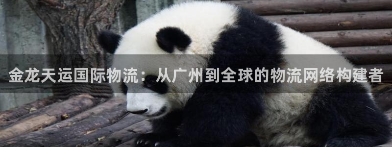 28圈是啥：金龙天运国际物流：从广州